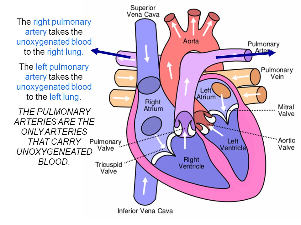 Blood circulation from right femoral vein to right pulmonary artery